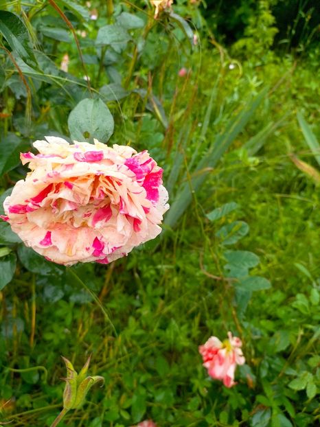 IMG20230613082359 - Iunie 2023 vol 1