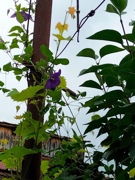 IMG20230617133936 - Iunie 2023 vol 1