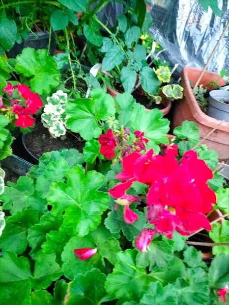 IMG20230615173638 - Iunie 2023 vol 1