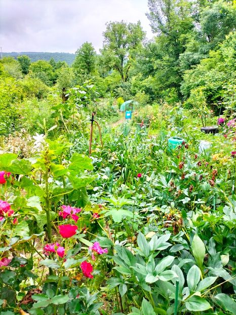 IMG20230617131906 - Iunie 2023 vol 1