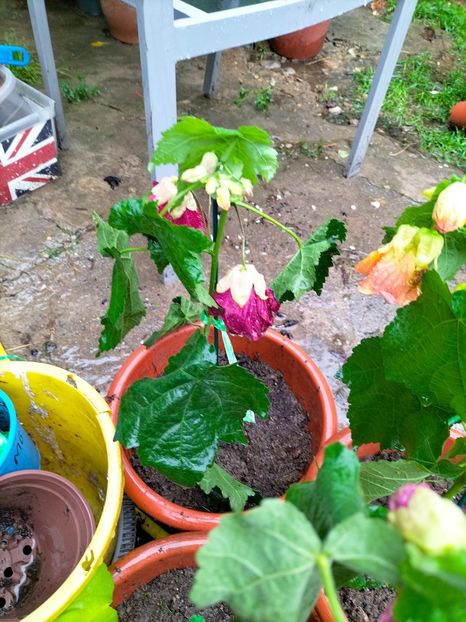 IMG20230613102608 - Iunie 2023 vol 1