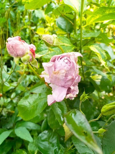 IMG20230613082631 - Iunie 2023 vol 1