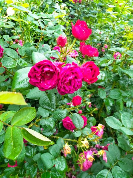 IMG20230613082129 - Iunie 2023 vol 1