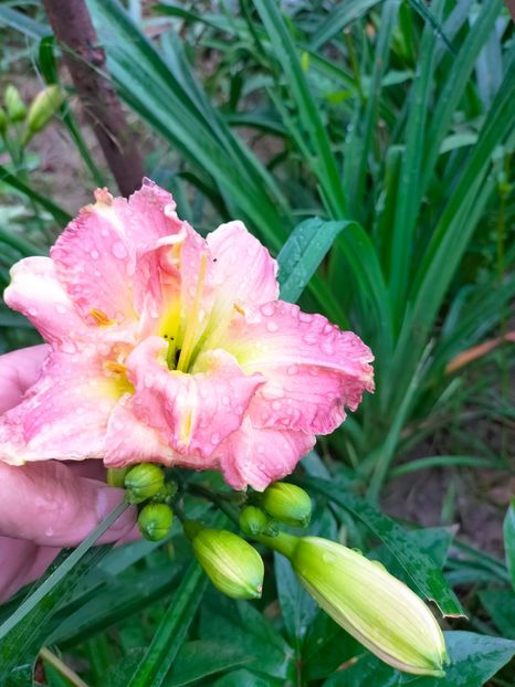 IMG20230616131124 - Iunie 2023 vol 1