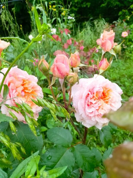 IMG20230613082322 - Iunie 2023 vol 1