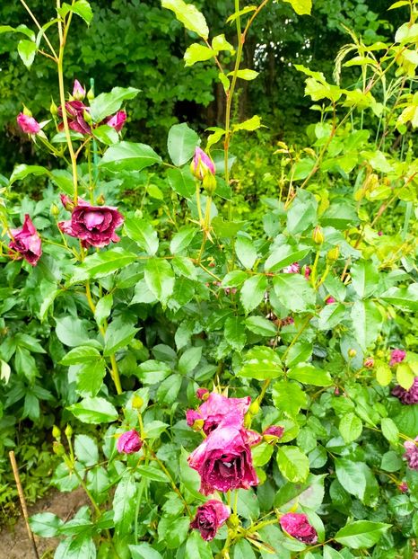 IMG20230613082115 - Iunie 2023 vol 1