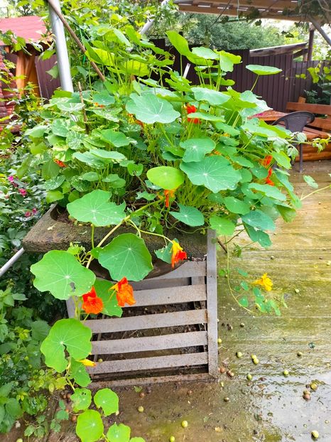 IMG20230617133605 - Iunie 2023 vol 1