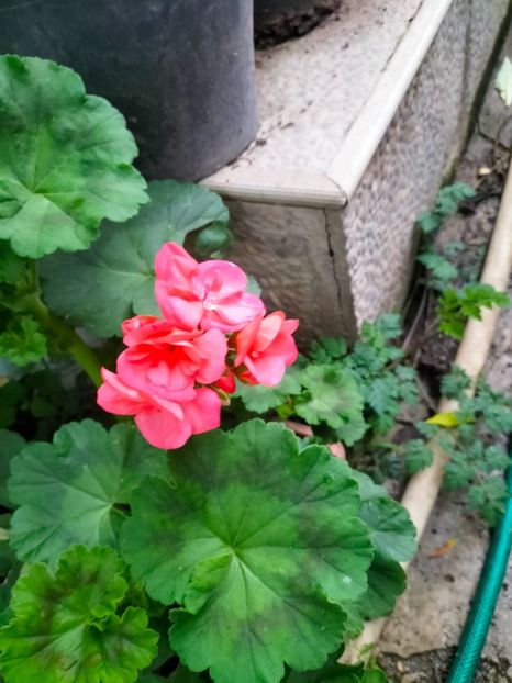 IMG20230615173556 - Iunie 2023 vol 1