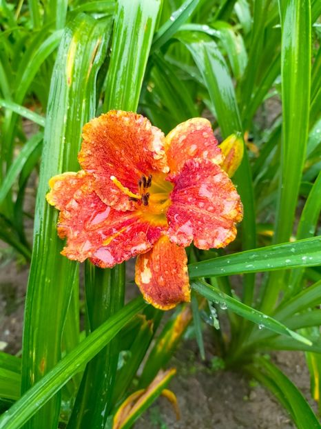 IMG20230613124039 - Iunie 2023 vol 1