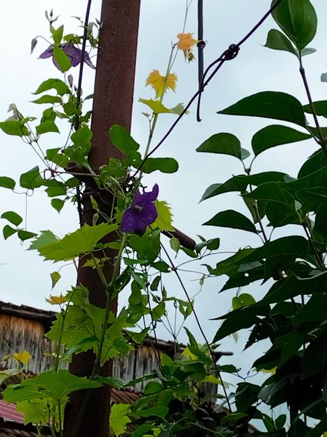 IMG20230617133932 - Iunie 2023 vol 1