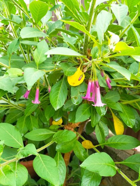 IMG20230613083032 - Iunie 2023 vol 1