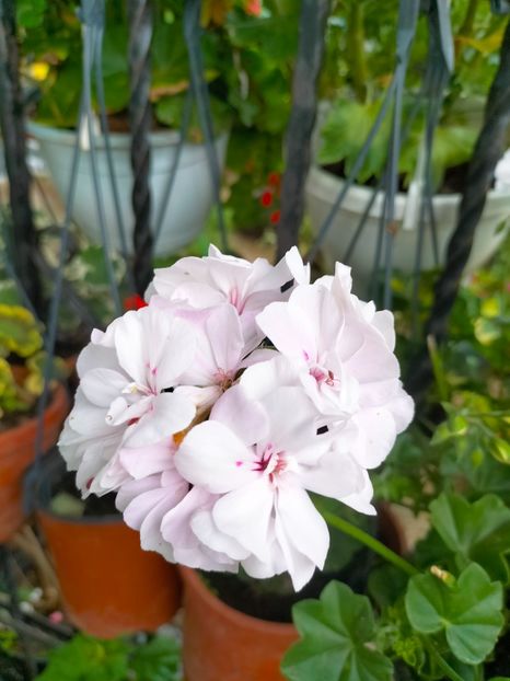 IMG20230613083108 - Iunie 2023 vol 1