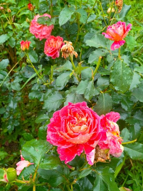 IMG20230613082434 - Iunie 2023 vol 1