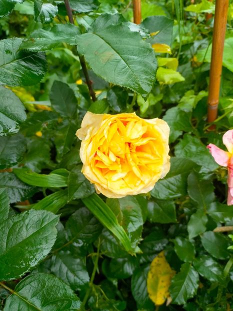 IMG20230613082618 - Iunie 2023 vol 1