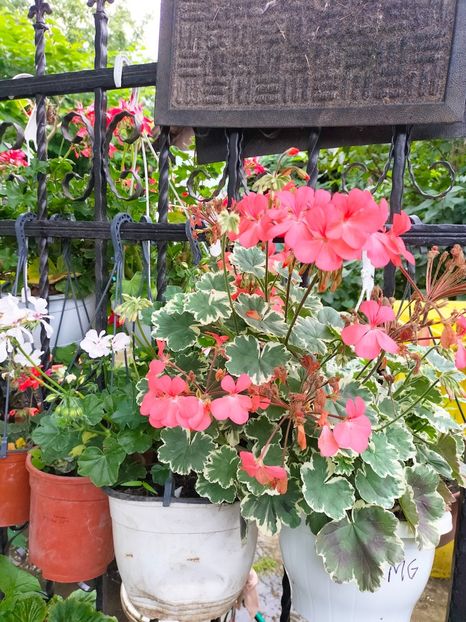 IMG20230617130701 - Iunie 2023 vol 1