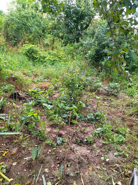 IMG20230613191401 - Iunie 2023 vol 1