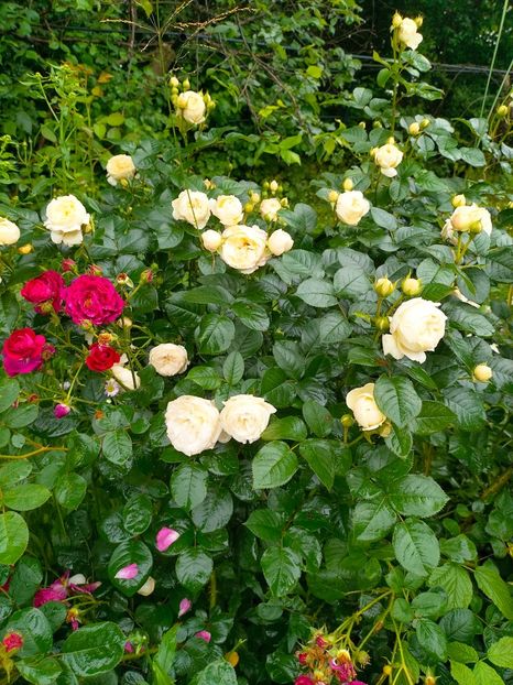 IMG20230613082204 - Iunie 2023 vol 1