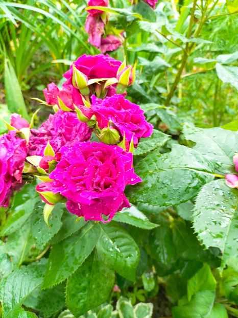 IMG20230616131050 - Iunie 2023 vol 1