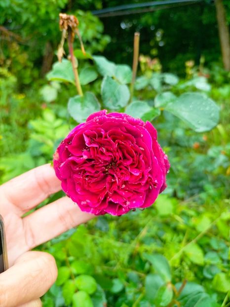 IMG20230613082259 - Iunie 2023 vol 1