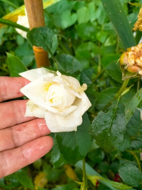 IMG20230616131208 - Iunie 2023 vol 1