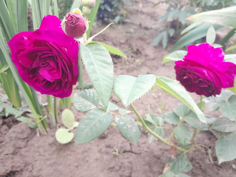 Purple Lodge - 2023 trandafiri