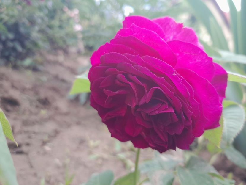 P.lodge - 2023 trandafiri