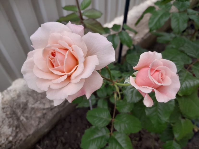 Rose de T. - 2023 trandafiri