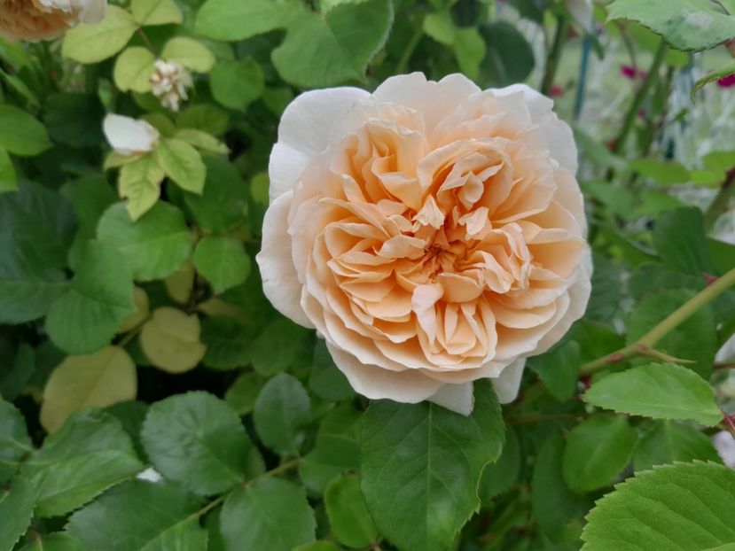 Roald Dahl - 2023 trandafiri