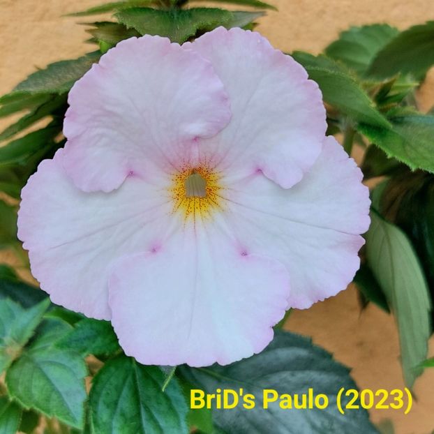 Img-2023.06.08 - Achi BriDs 2023