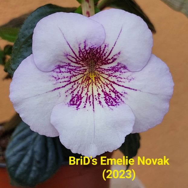 Img-2023.06.16 - Achi BriDs 2023
