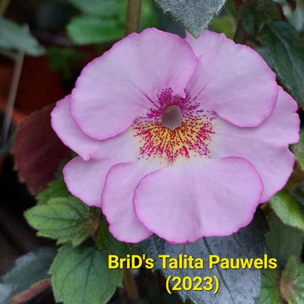 Img-2023.06.08 - Achi BriDs 2023