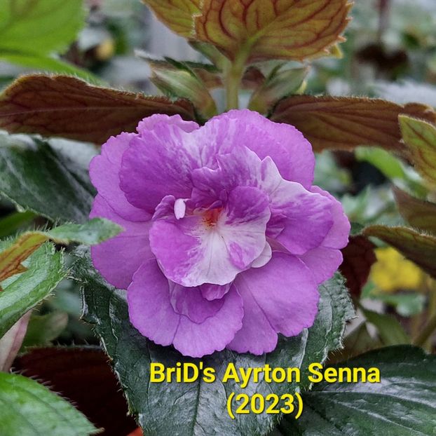 Img-2023.06.08 - Achi BriDs 2023