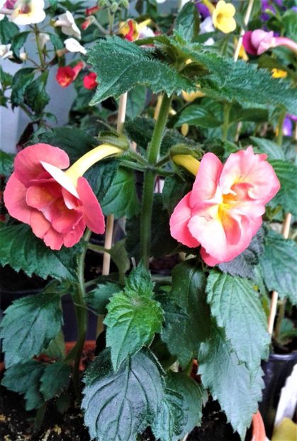  - 0000 ACHIMENES