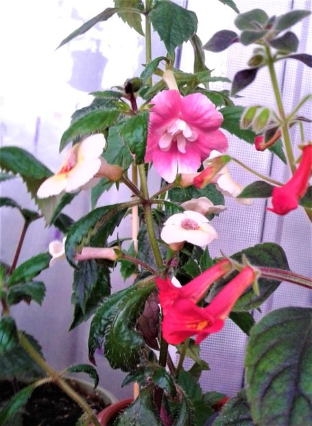  - 000014 ACHIMENES