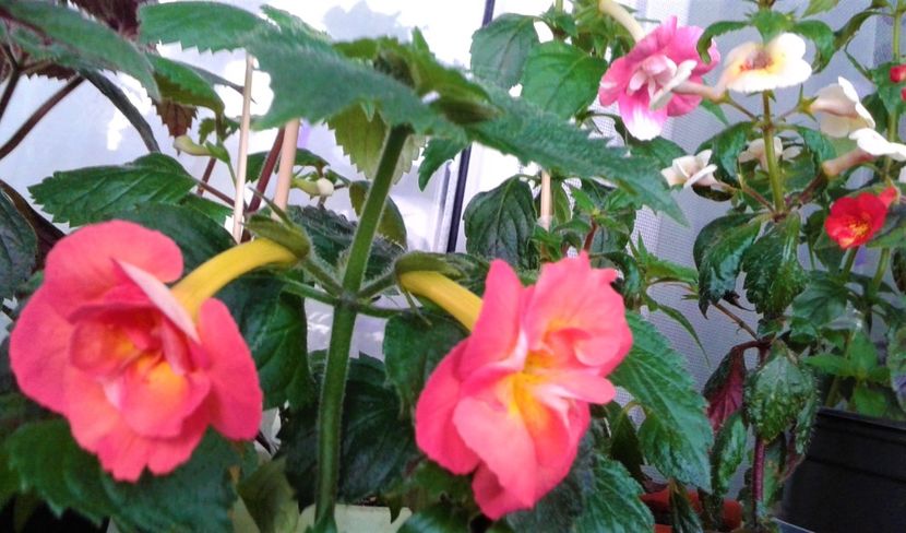  - 000014 ACHIMENES
