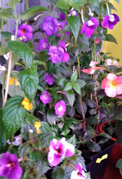  - 000014 ACHIMENES