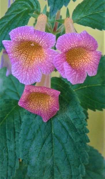  - 000014 ACHIMENES