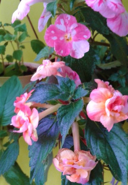  - 000014 ACHIMENES
