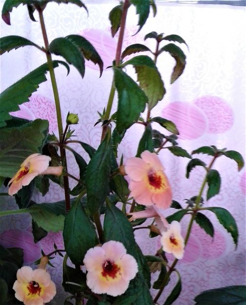  - 000014 ACHIMENES