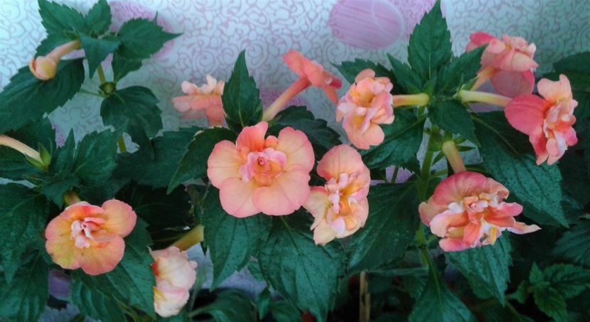  - 000014 ACHIMENES