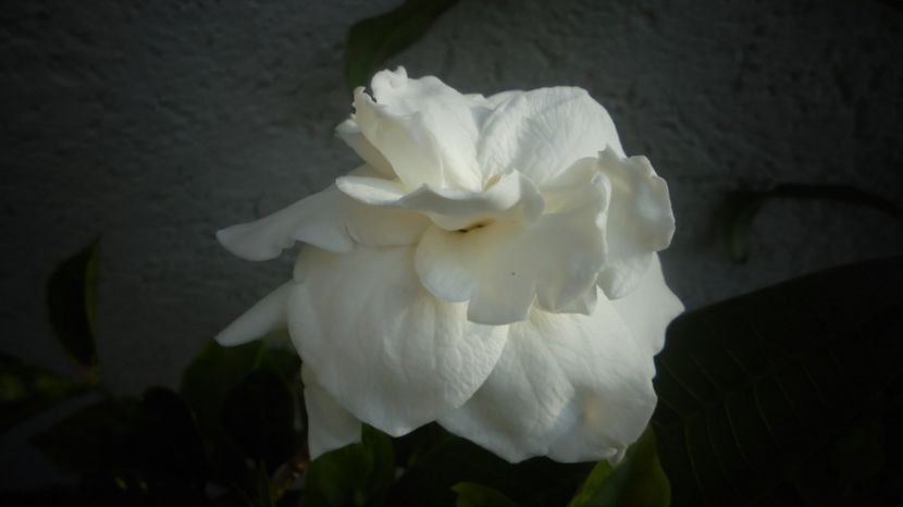 Gardenia - Splendori in gradina