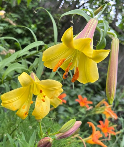 09A70EDF-8013-43F0-869A-54C431C4A602 - Crini 2016 2023