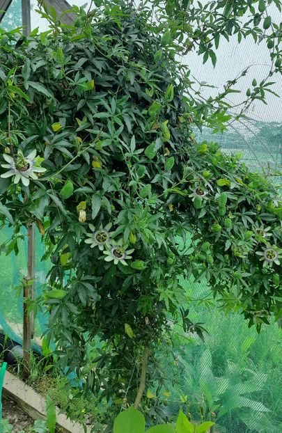 Passiflora - Floarea Pasiuni