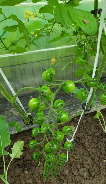  - Cherry tip struguri