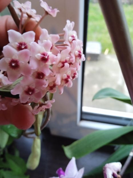  - Mâna Maici Domnului 2023