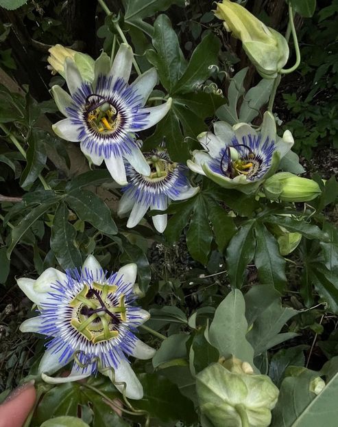 82815E08-7000-41F0-9E3C-F478CF42A7B4 - Arbusti 2017 23 24