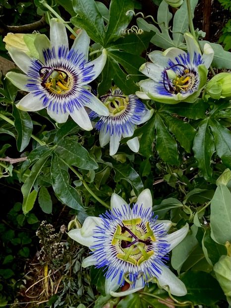 6174F81F-0049-486F-A400-5EE5A8712A4C - Arbusti 2017 23 24