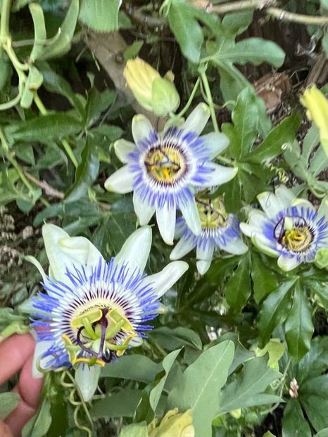 C8AD7475-7065-41DF-8379-F3AD012FA470 - Arbusti 2017 23 24