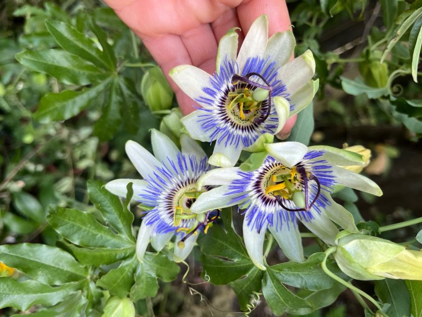 C56BCE9B-8DB8-4FBC-94E0-8F3C30EBDAF3 - Arbusti 2017 23 24