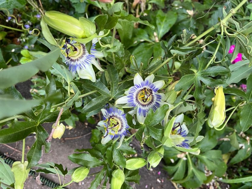 242C2957-3C40-4E36-BDE1-37236217292B - Arbusti 2017 23 24